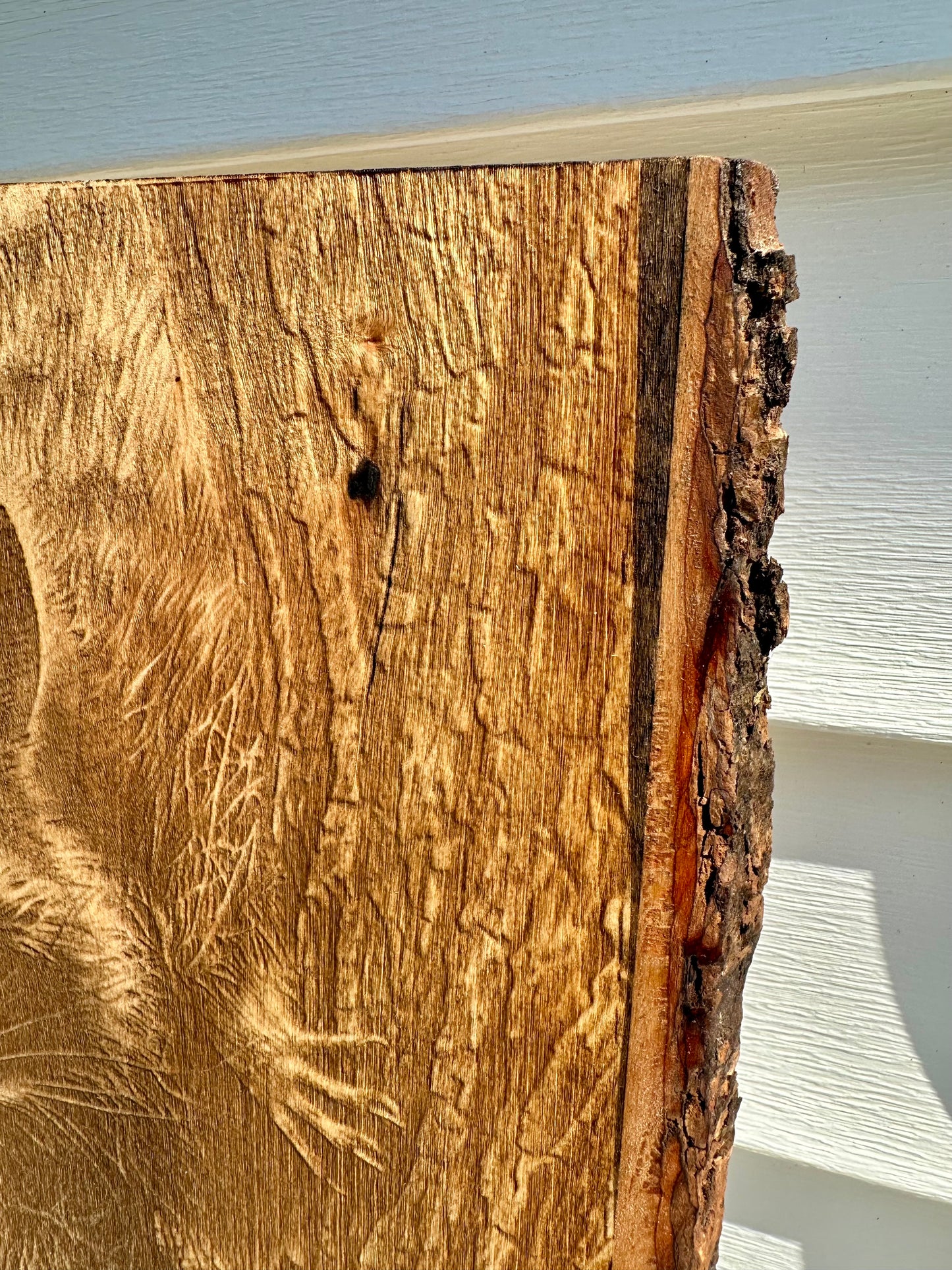 Raccoon Close Up Live Edge Rectangular Plaque